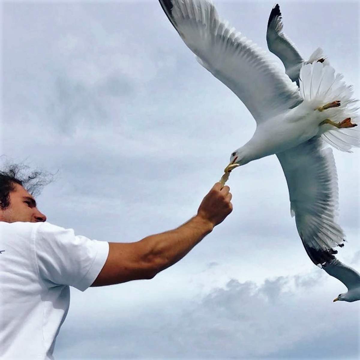 Seagulls colony on Kormati islands