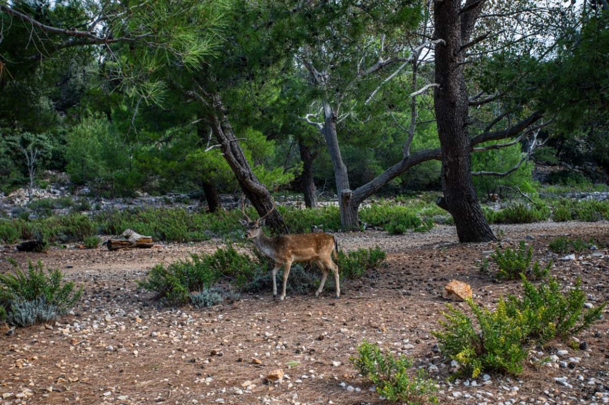 Fallow deers on the island of St. Gregory