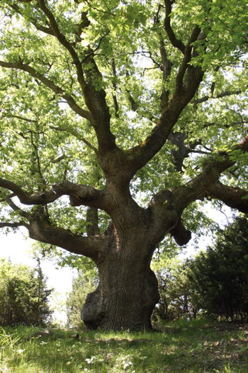 Cornish oak (hrast kitnjak) in Čavlena