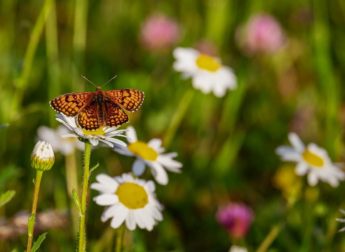 Kupa valley - Valley of Butterflies