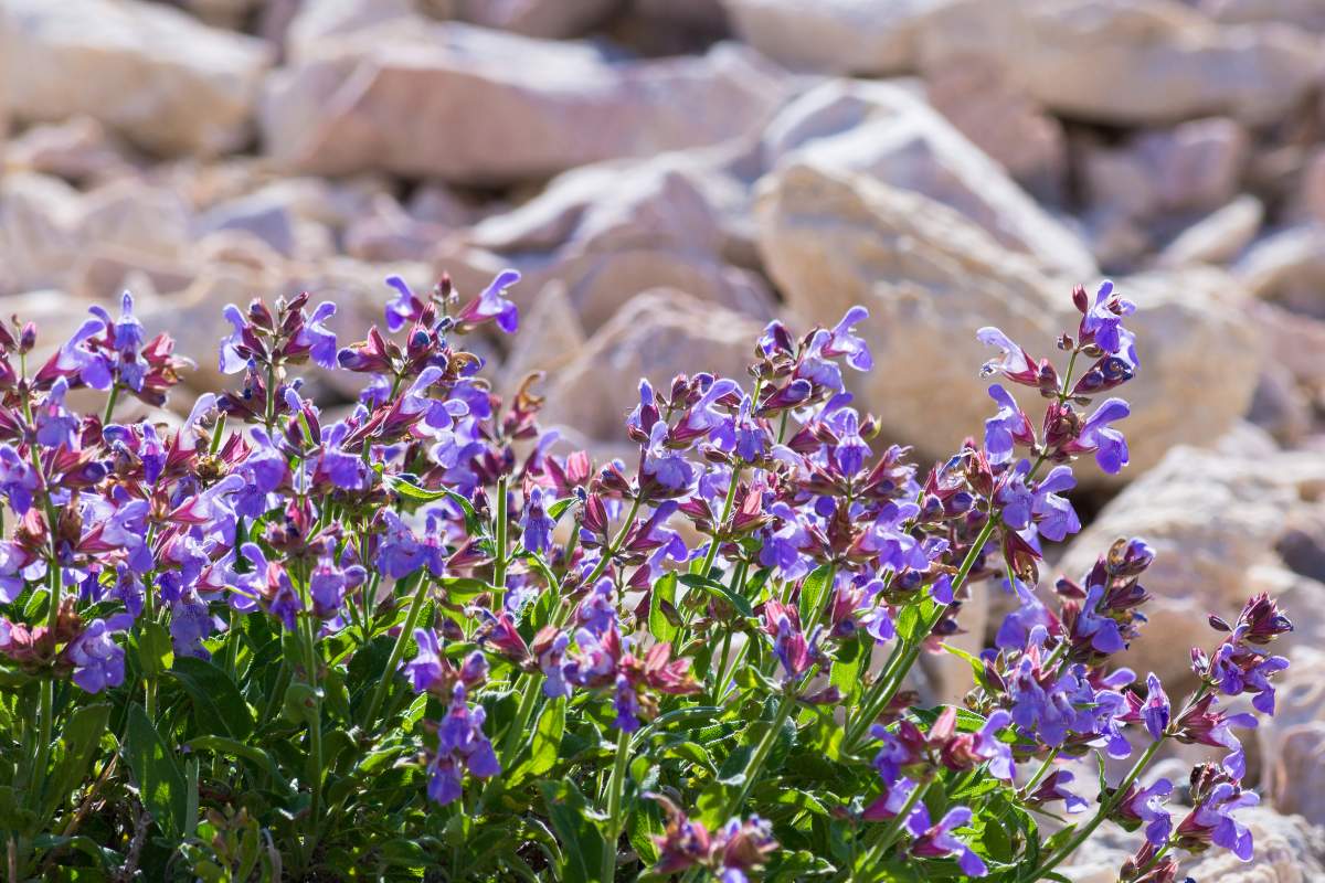 Herbs in Malinska