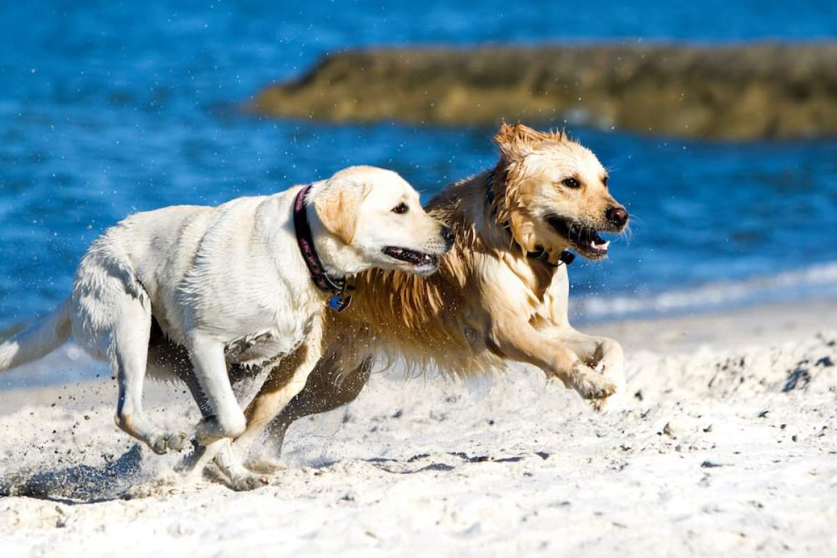 Dog beaches on the island of Krk