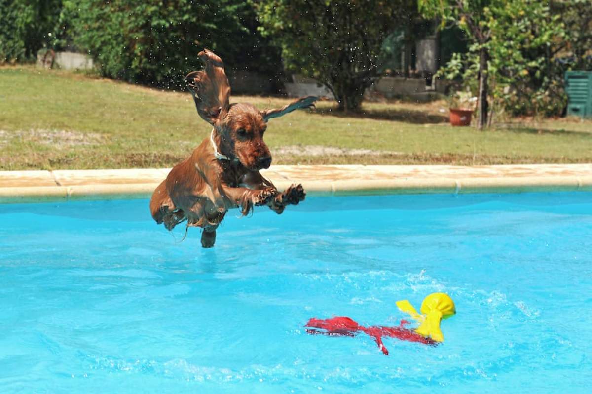 Ferienhaus mit hund und pool
