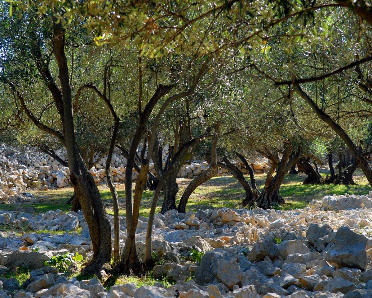 Olive tree gardens in Punat