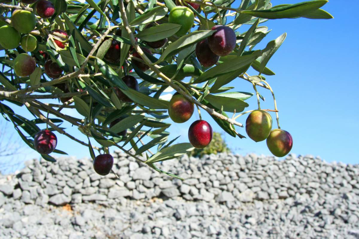 Krk olive