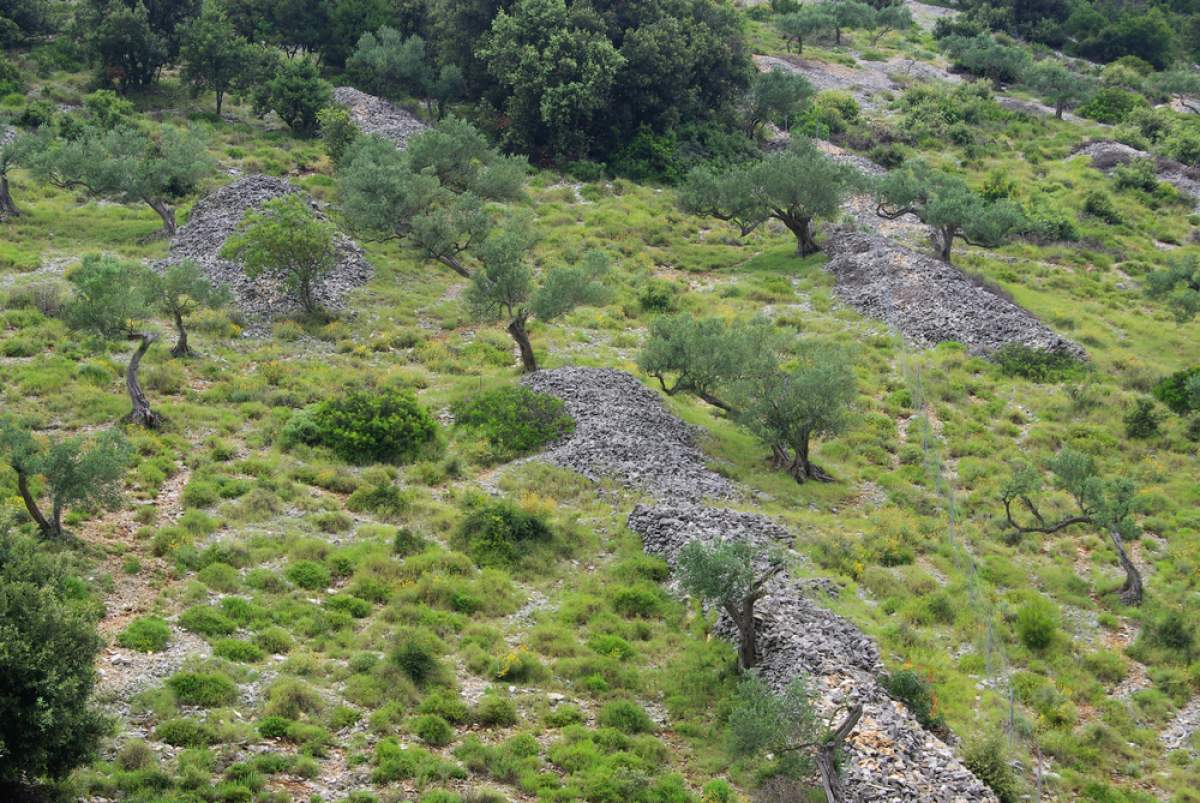 Olive groves near Kornić