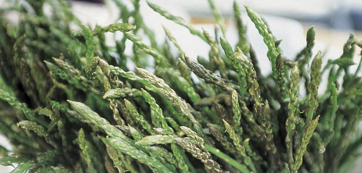 Wild asparagus