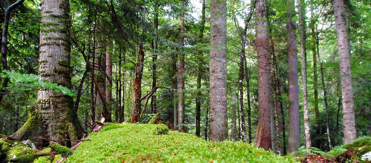 Zaštićena flora i fauna Plitvičkih jezera