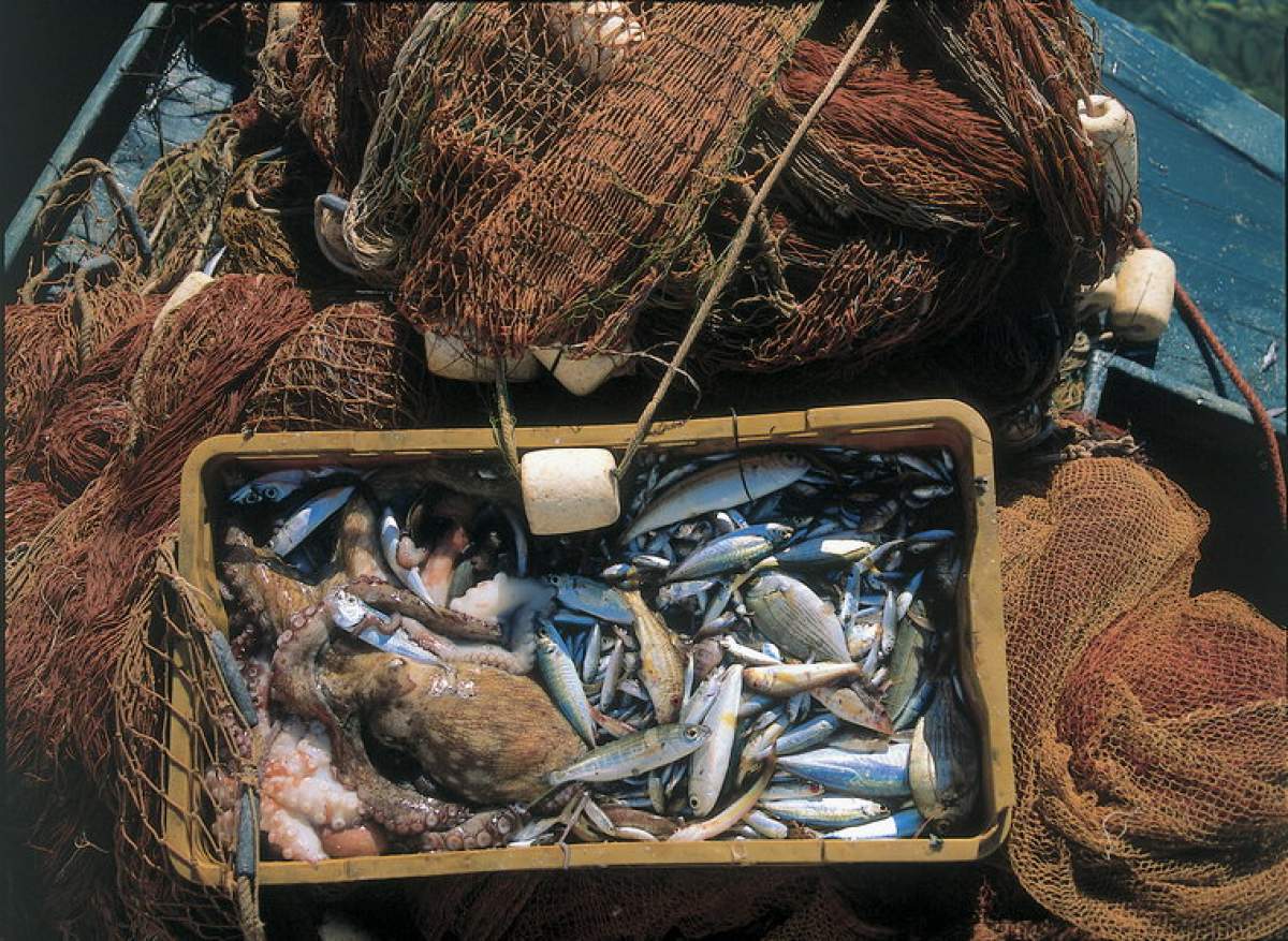 Fried sprats & anchovies