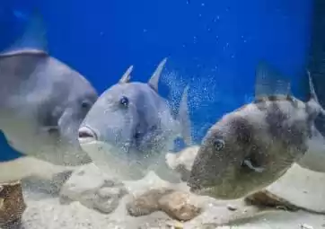 Adriatisches Aquarium in Baška