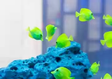 Tropski akvarij Krk