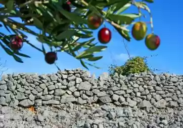 Verkostung von Krk Top Olivenölen mit Olivenhein Besichtigung