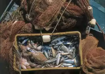 Fischfang und Abendessen an Bord unter dem Sternenhimmel