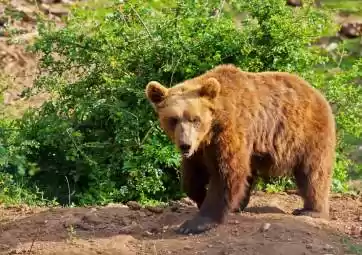 Bear Refuge in Kuterevo