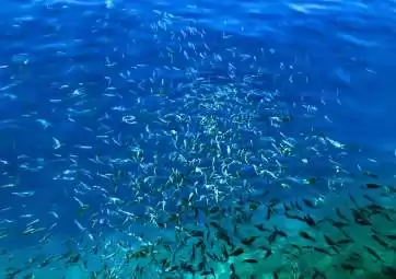 Panoramic Ride on a Glass Bottom Boat