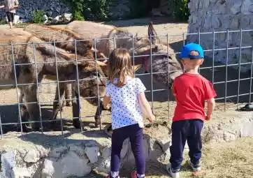 Family fun at the Donkey Farm